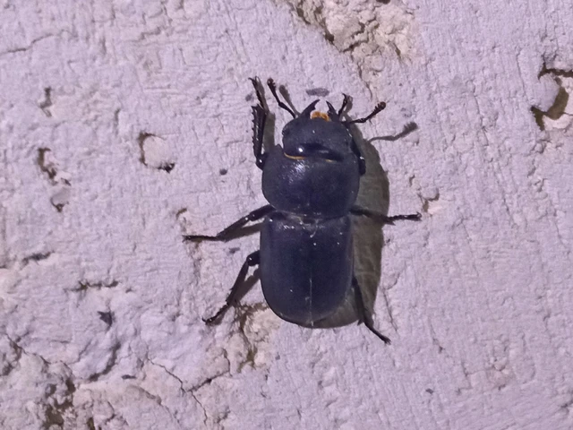 Dorcus parallelipipedus - kis szarvasbogár