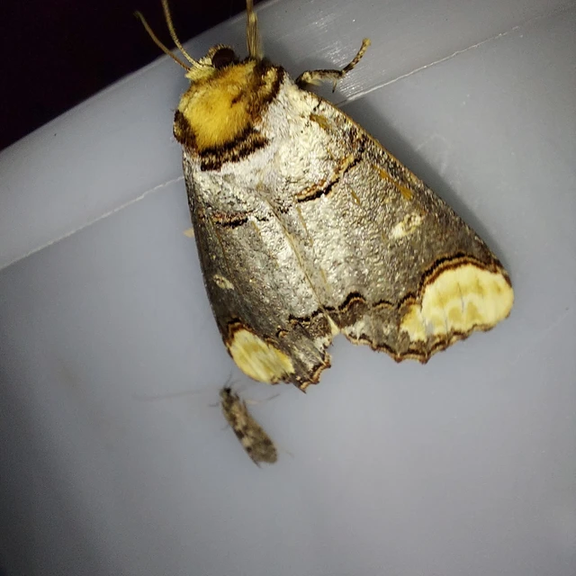 Phalera bucephala - sárgafoltos púposszövő