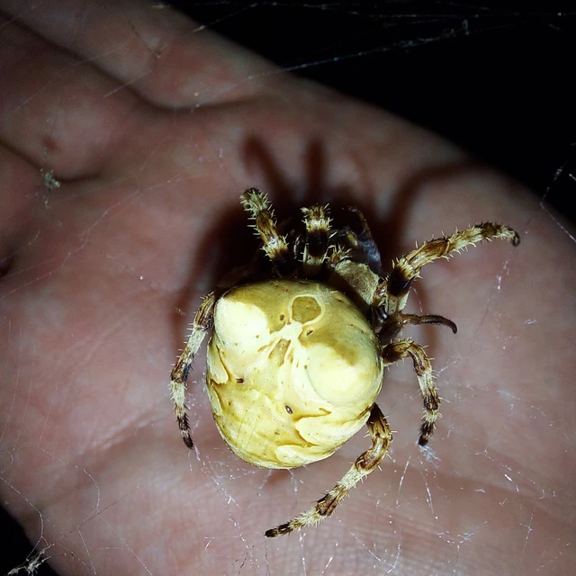 Araneus grossus - óriás keresztespók