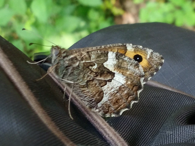 Hipparchia semele - barna szemeslepke