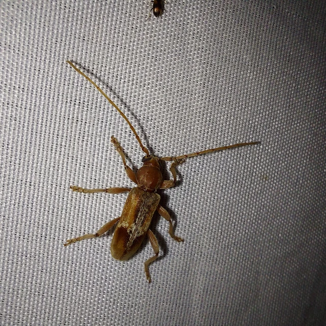 Trichoferus pallidus - sápadt éjicincér