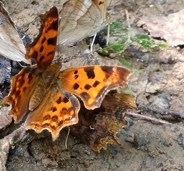 Nymphalis c-album - C-betűs lepke