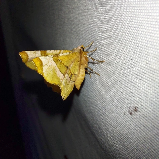 Selenia lunularia - egyfoltos holdasaraszoló