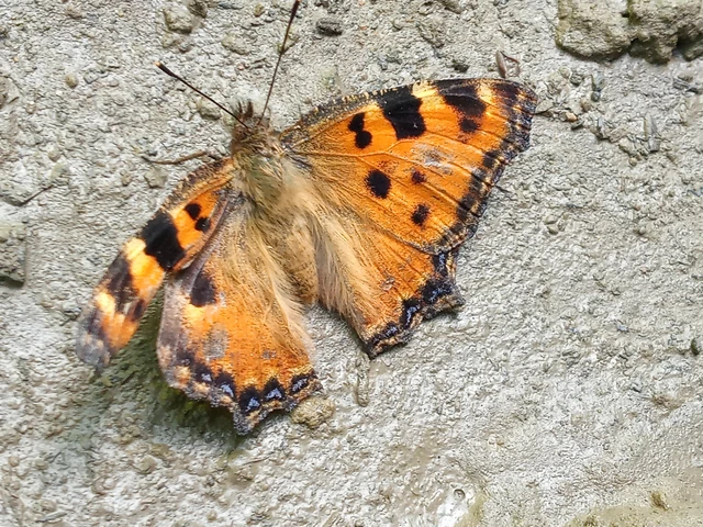 Nymphalis polychloros - nagy rókalepke