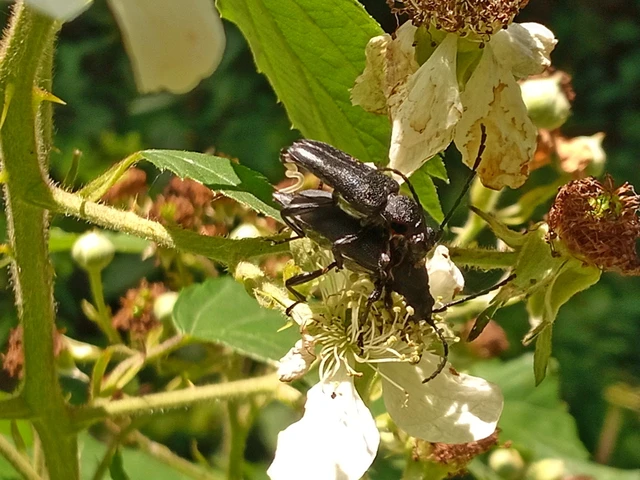Stictoleptura scutellata - hegyi virágcincér