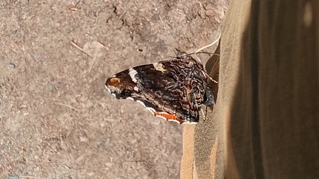 Vanessa atalanta - atalantalepke