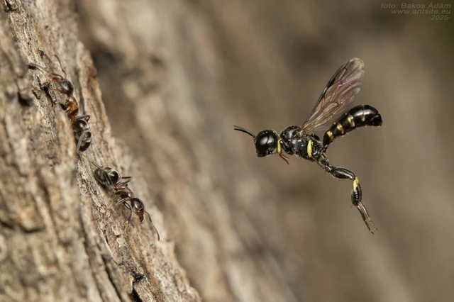 Tracheliodes varus