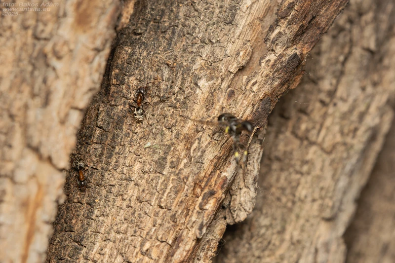 Tracheliodes varus