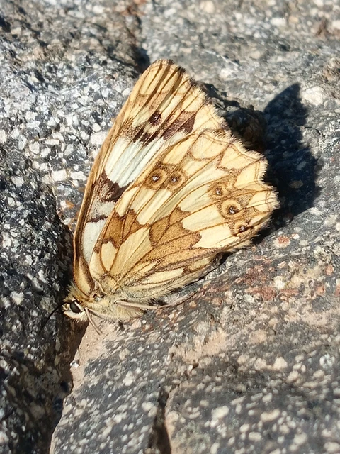 Melanargia galathea - sakktáblalepke