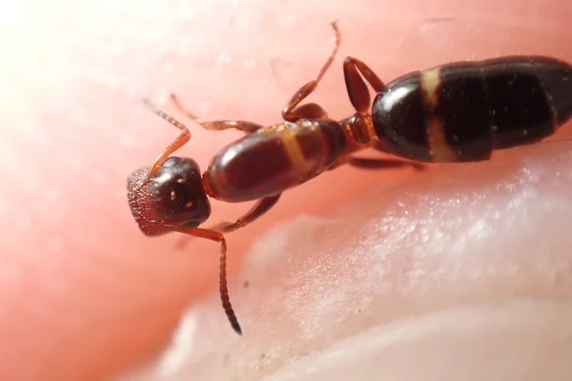 Colobopsis truncata - kapushangya