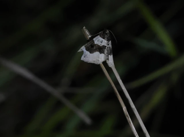 Cosmorhoe ocellata - szemes galajaraszoló