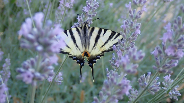 Iphiclides podalirius - kardoslepke