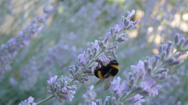 Bombus - poszméhek