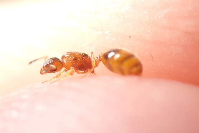 Temnothorax unifasciatus - gyűrűs kéreghangya
