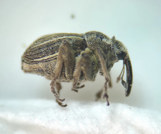 Glocianus albovittatus - fehérsávos máktokormányos