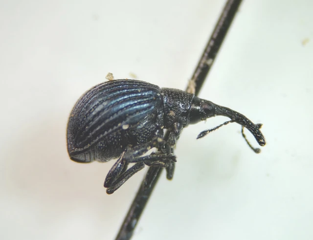 Holotrichapion pisi - lucernarügy-cickányormányos