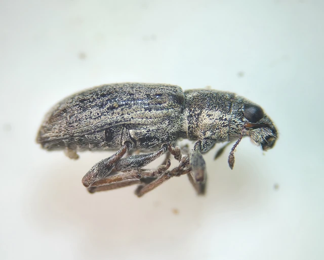 Sitona humeralis - lucerna-csipkézőbogár