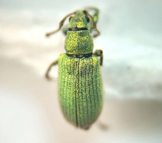 Phyllobius virideaeris - halványzöld levélormányos