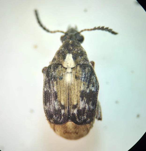 Megabruchidius dorsalis - foltoshátú lepényfazsizsik