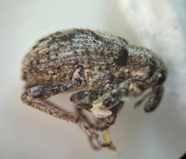 Brachypera dauci - gólyaorr-gubósormányos