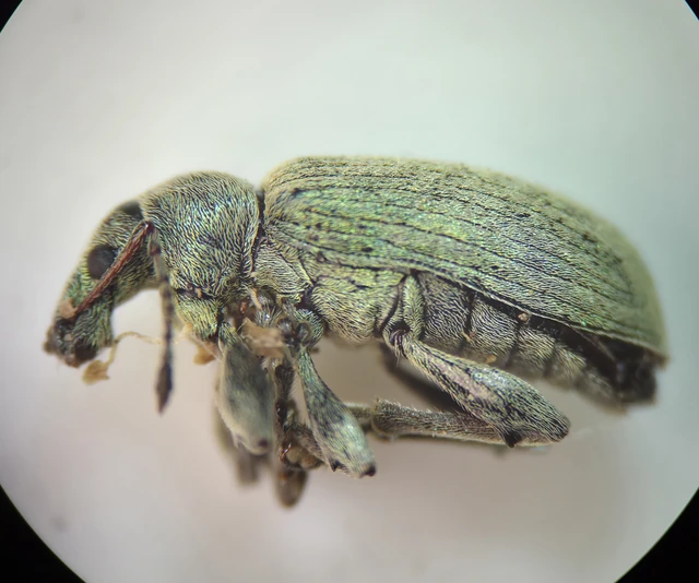 Phyllobius pomaceus - csalán-levélormányos