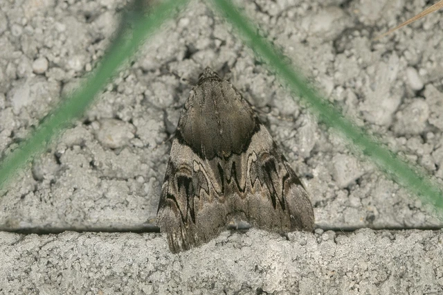 Catocala fulminea - galagonya-övesbagoly
