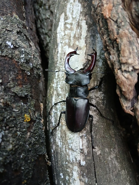 Lucanus cervus - nagy szarvasbogár