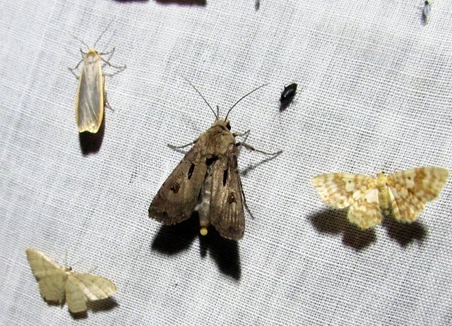 Agrotis exclamationis - felkiáltójeles földibagoly