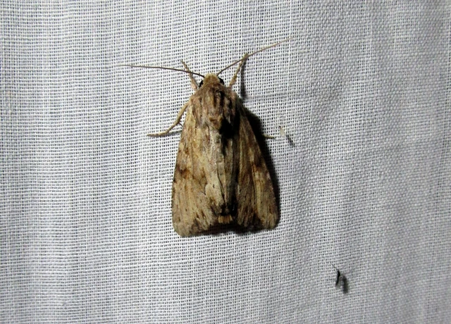 Apamea sublustris - sárgás dudvabagoly