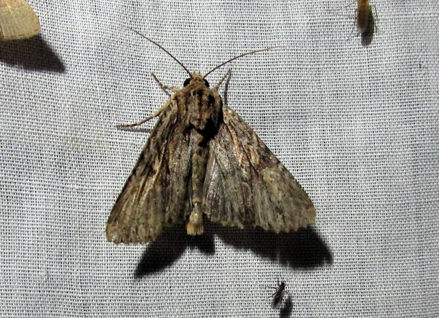Apamea syriaca tallosi - Tallós dudvabaglya