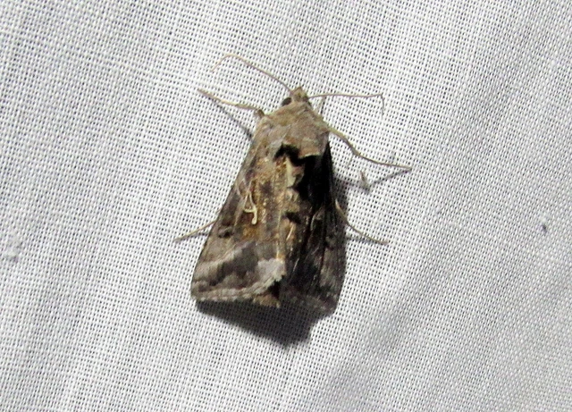 Autographa gamma - gammalepke