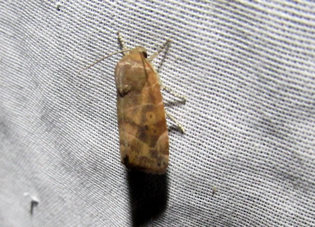 Cosmia affinis - barna lombbagoly