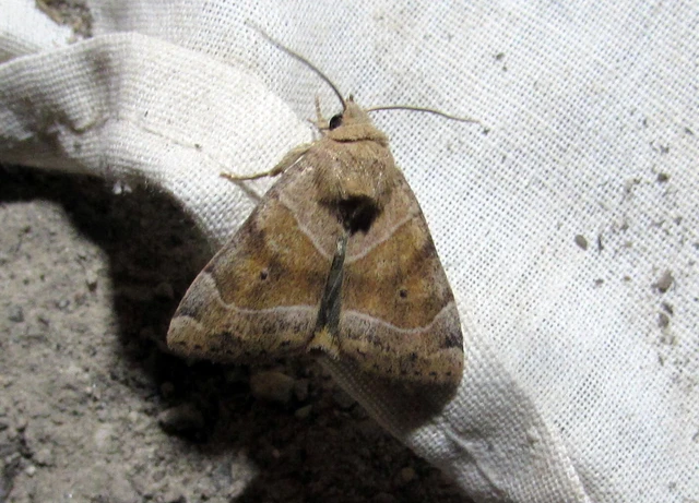 Cosmia trapezina - közönséges lombbagoly