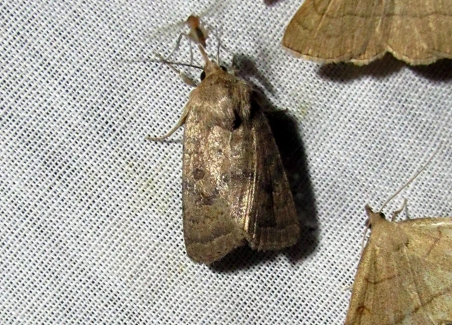 Hoplodrina octogenaria - barna selymesbagoly