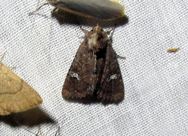 Mesapamea secalella/secalis