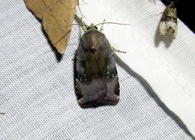 Noctua janthe/janthina