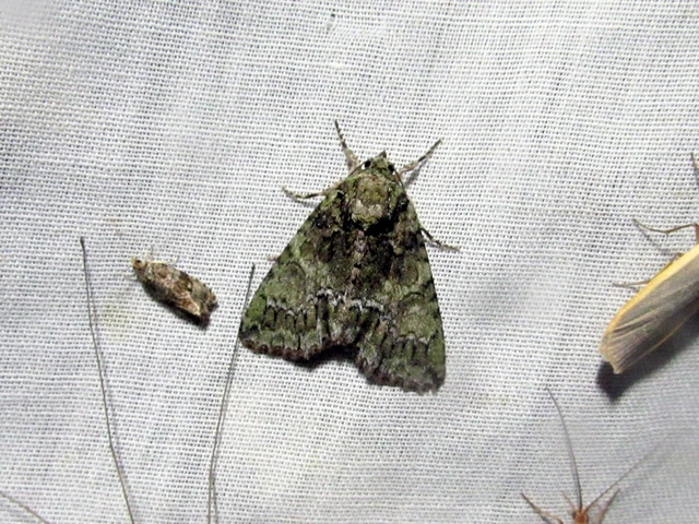 Polyphaenis sericata - selyemfényű erdeibagoly
