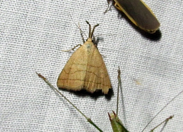 Polypogon tentacularia - sötétaljú karcsúbagoly