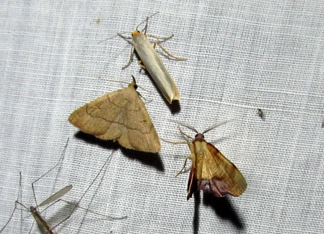 Paracolax tristalis - sárgás karcsúbagoly