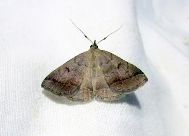 Zanclognatha lunalis - pelyheslábú karcsúbagoly
