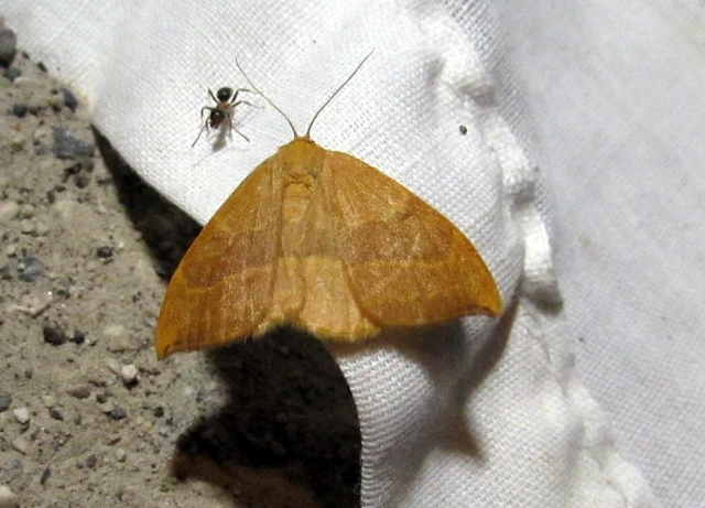 Watsonalla cultraria - bükkfa-sarlósszövő