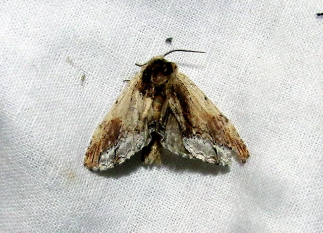 Ptilodon cucullina - csuklyás púposszövő
