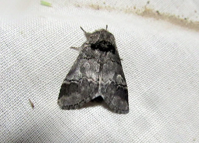 Drymonia querna - tölgyfa-púposszövő