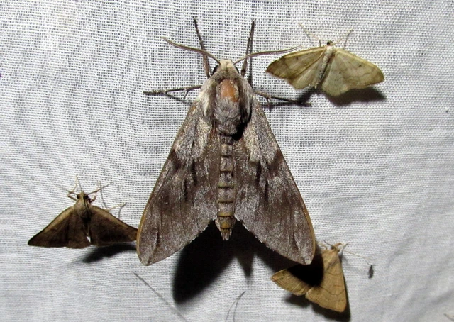 Hyloicus pinastri - fenyőszender