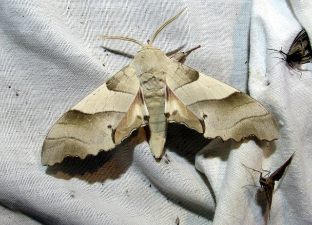 Marumba quercus - tölgyfaszender
