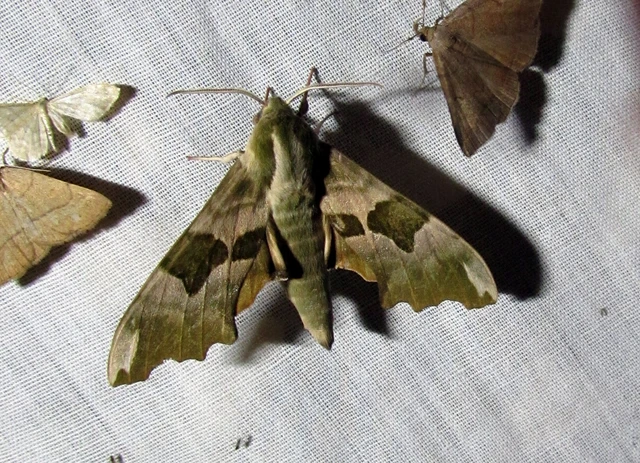 Mimas tiliae - hársfaszender