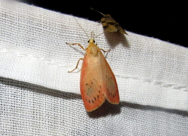 Miltochrista miniata - piros medvelepke