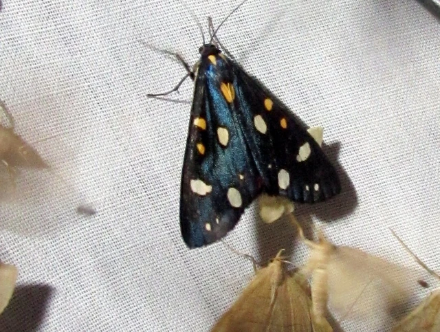 Callimorpha dominula - fémes medvelepke