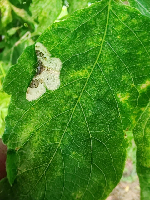 Idaea rusticata - tarka apróaraszoló