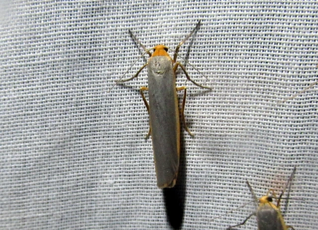 Eilema complana - közönséges zuzmószövő